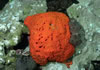 Scuba diving - Gulf of Mexico - Stetson Bank / Flower Gardens - Dive Tulsa Scuba, PADI