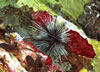 Scuba diving - Gulf of Mexico - Stetson Bank / Flower Gardens - Dive Tulsa Scuba, PADI