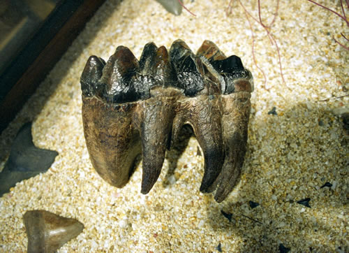 Mastadon%20tooth_jpg.jpg
